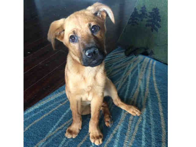 cox0617's tweet image. So today i got Rory. As soon as I get home Coco wasn't answering me. I looked all over the place and my baby is missing! Praying I hopefully found him!!!! Wish me luck and prayers!!