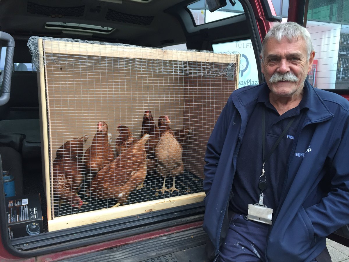 karentemplenpsb's tweet photo. @NPSBarnsley Joiner Steve Lofts is retiring this Friday after years with @BarnsleyCouncil and @npsgroupuk  - and he wanted 6 Chickens as his retirement gift from us. Don’t they look beaut!  Best wishes Steve for a long and happy retirement from all your colleagues at NPS Barnsley https://t.co/1ybI6LFnkN