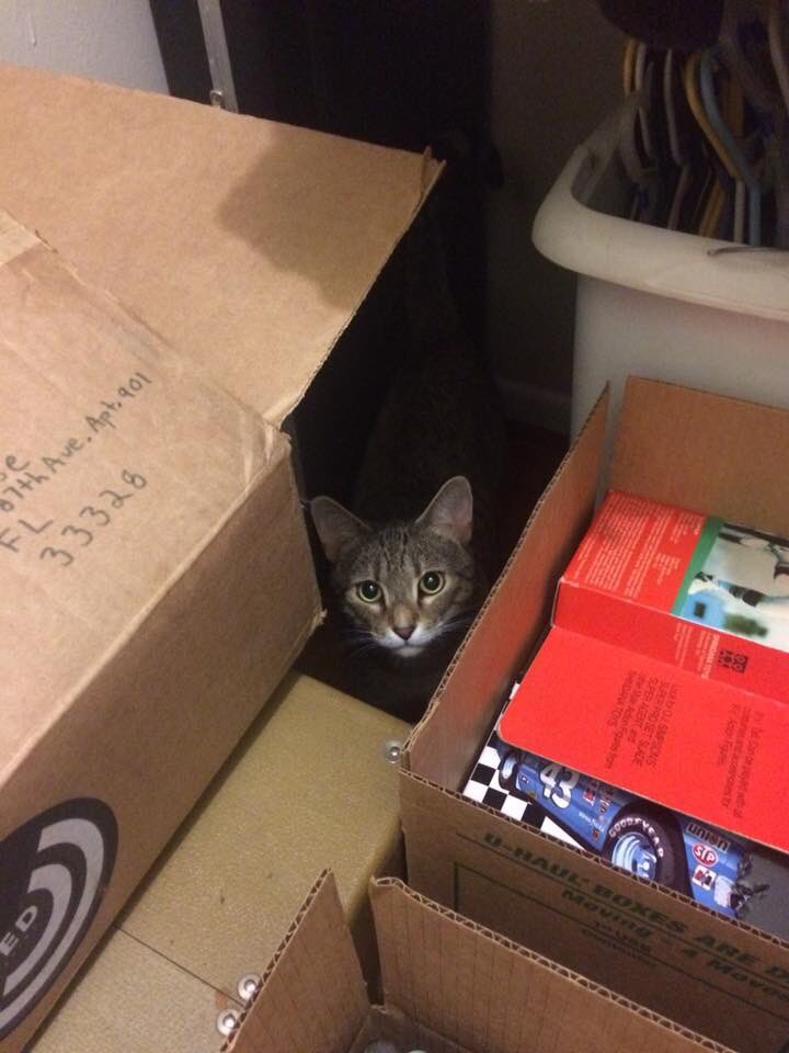 PetGuideUSA's tweet photo. #peekaboo Want to get featured?
Upload a photo here: https://t.co/BvJiH6lQ6X
Tag it #ThePetGuide
#CatsOfTwitter #cat #cats #kitten #KittenWorld https://t.co/nb8pyiiuKO