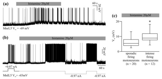 New Research: Histamine modulates spinal motoneurons and locomotor circuits ow.ly/RzKs30gHMJo