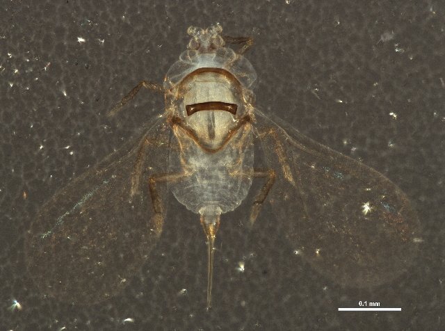 CBGCollections's tweet photo. Watch out for early infestations of scale bugs in the growing season. They can cause deformations in yours fruits! #badyield #Biodiversity150 #Canada150 #scale #scaleinsect #hemiptera Read more here -> https://t.co/j7PblBRwii https://t.co/WAjkBUecoh