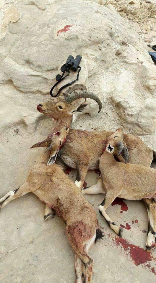 ateeqabaloch's tweet photo. Shoot Us With Cameras, Not With Guns....
#SameAnimals https://t.co/SpUdcmIHL5
