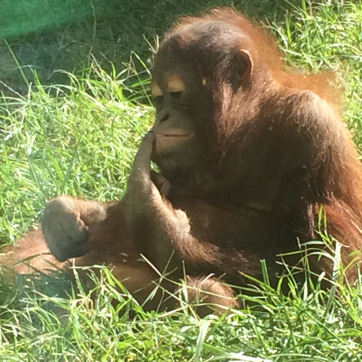 OsagePark's tweet photo. We're gonna monkey around all day! https://t.co/YGI9wozH8d