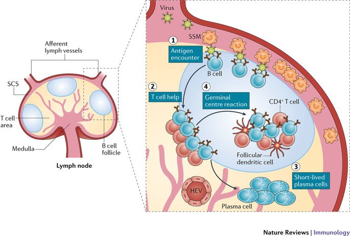 NatRevImmunol's tweet photo. Viruses versus B cells. Who wins?
#Review @NatRevImmunol
https://t.co/xHOC1XggPS https://t.co/HyWh7NDpvm