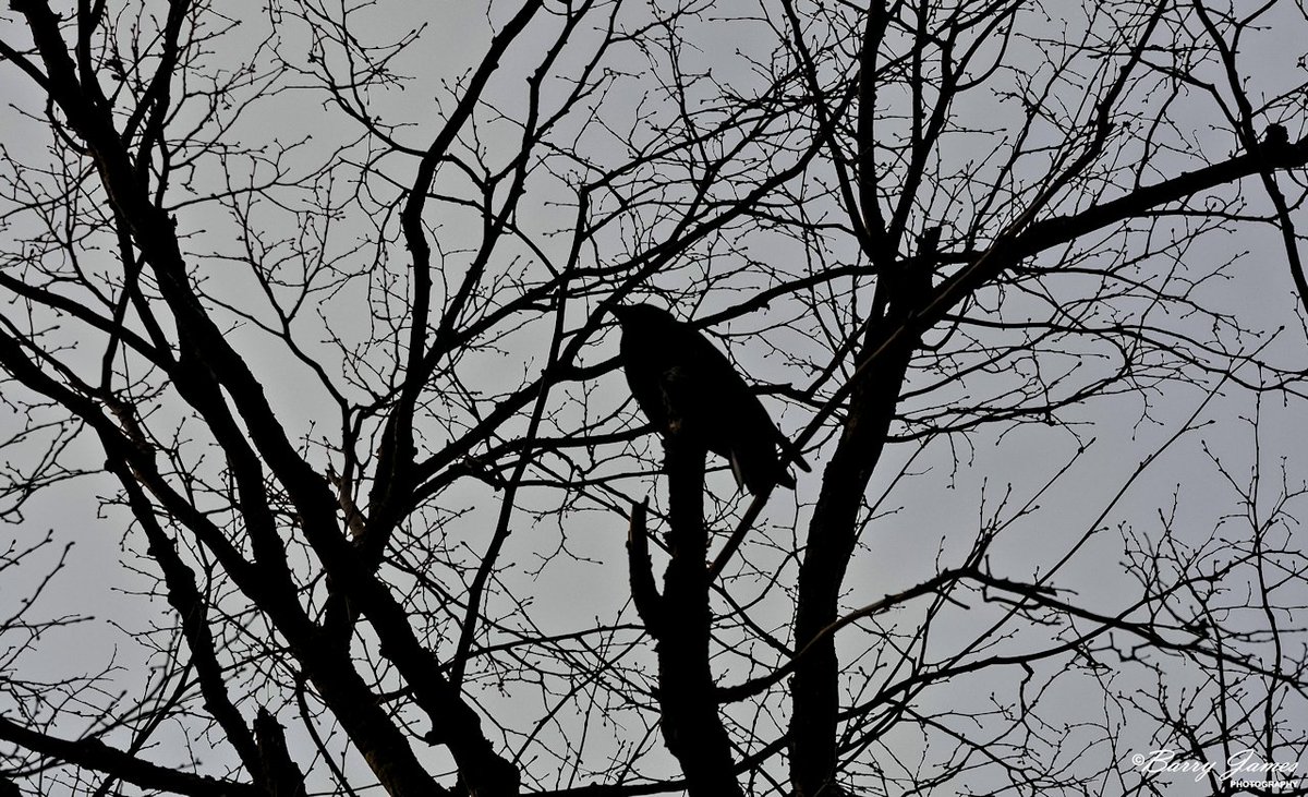 Our Corvid friends have far less places to hide, at this relatively barren time of year, but that silhouette is unmistakable anywhere ... @ruthwignall <a href="/katelewisITV/">Kate Lewis</a> <a href="/behnazakhgar/">Behnaz</a> <a href="/DerekTheWeather/">Derek Brockway - weatherman</a> <a href="/ItsYourWales/">It's Your Wales</a> <a href="/MyNorthWales/">My North Wales</a> <a href="/walesdotcom/">This is Cymru Wales</a> <a href="/CountryfileMag/">Countryfile Magazine</a> <a href="/BaeColwynBay/">Bae Colwyn Bay</a>