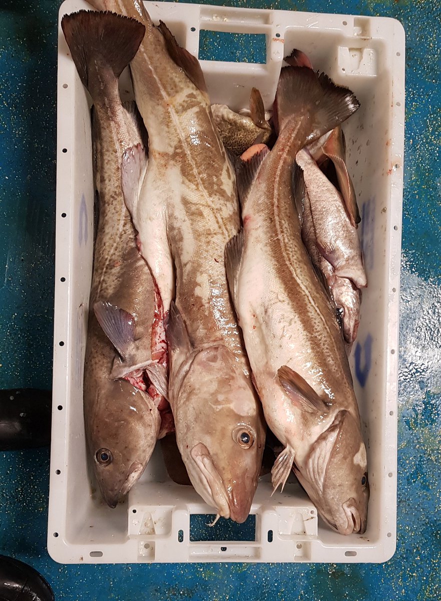 Whitfish Ltd tweet media