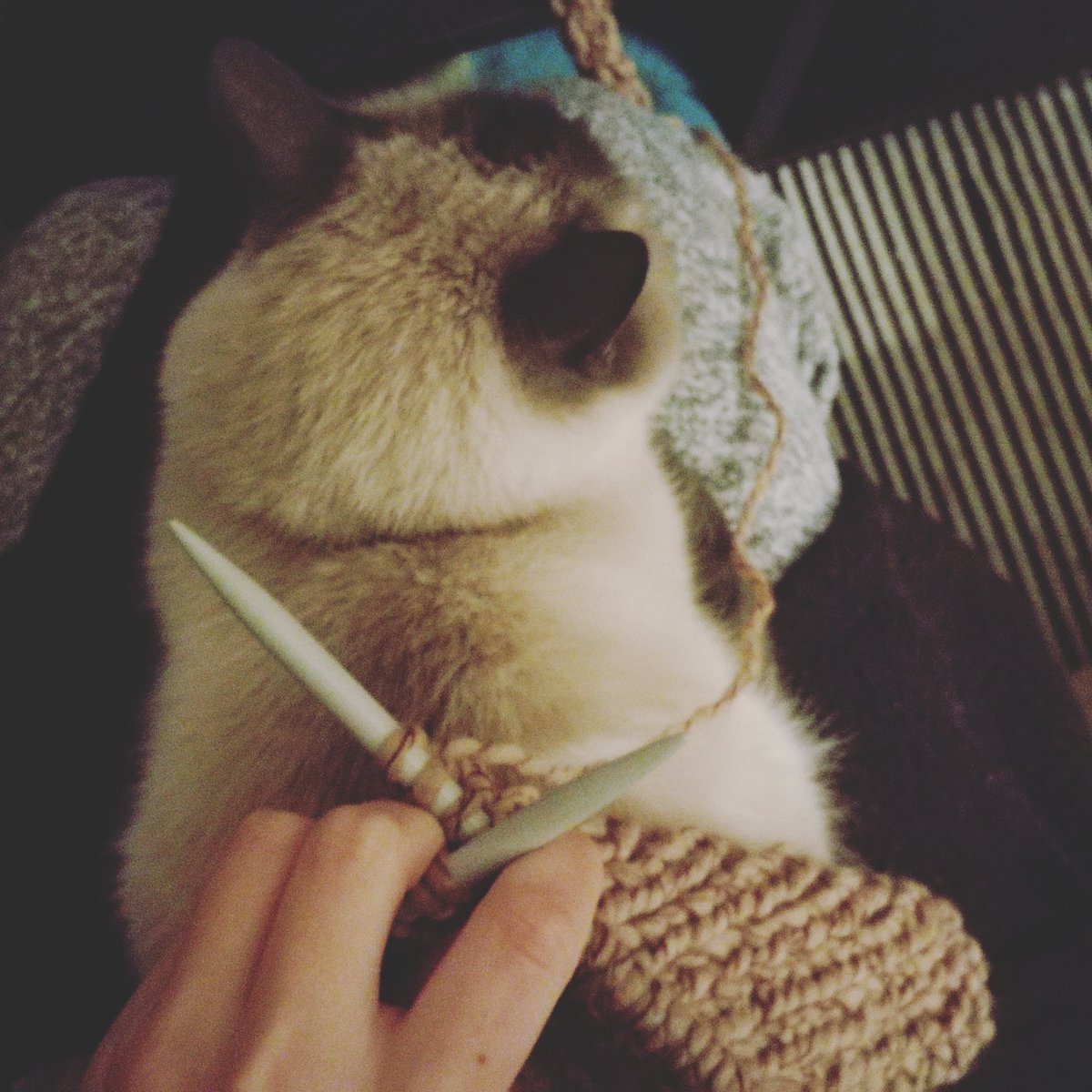krisstinius's tweet photo. Cuando estás tejiendo y la madeja se convierte en gato 😸 #catlover #gaticobonico #knitting #catknitting #tejiendogatos https://t.co/L3BFFAnwPa
