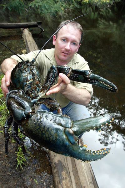 Strange Animals tweet media