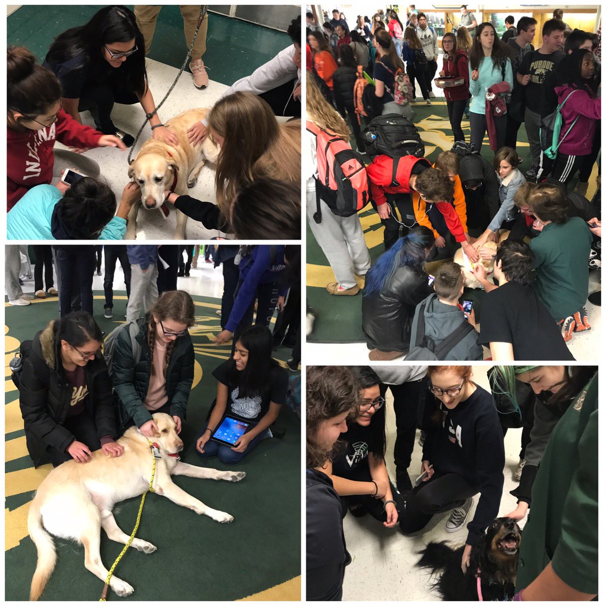 LogueGina's tweet photo. Come visit Bobby, Axl and Nasha for some stress relief from finals 😀 @FremdVikings https://t.co/wMXQRiNMu2
