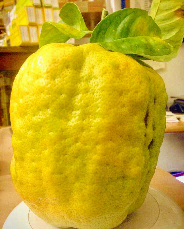 salaceto's tweet photo. Giant #Amalfi #Citrus - #Lemon 🍋 kg 2,650 😊🤪 #organicfarm
#picoftheday #amalficoast #lemongroves #familyfarm #amalfilemons🍋 #amalficoastadventures #whenlemongivesyoulife #whenlemongivesyoulimoncello https://t.co/kpkiod6Mc7