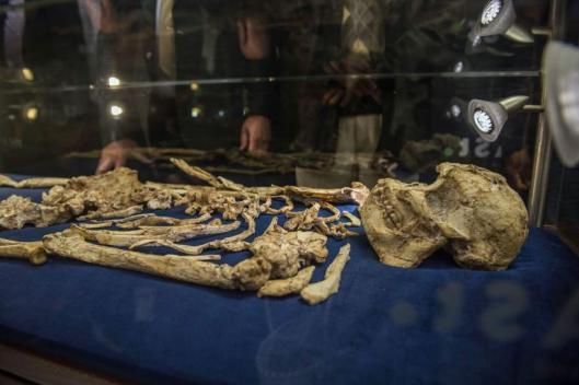 IFRArchaeology's tweet photo. #LittleFoot, the 3.6 Million #Australopithecine skeleton, has finally been unveiled to the public! 😱 ⚰ https://t.co/gKB7fellcO https://t.co/Vv4sBqnRcp