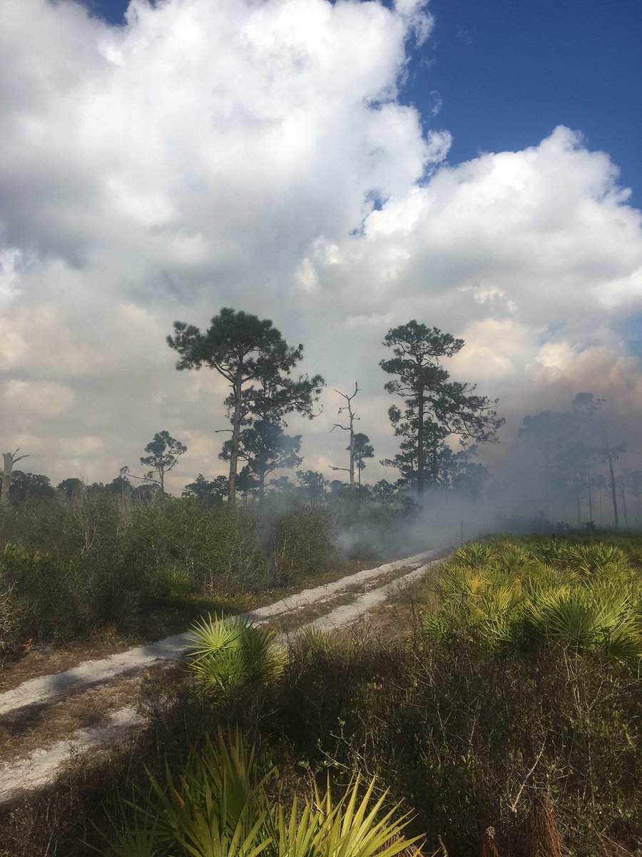 The beginning of a 1,000 acre burn on Avon Park Air Force Range today. #goodfire <a href="/FFS_Okeechobee/">FFS Okeechobee</a> @USFWSFireSE