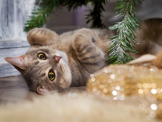 marielavender1's tweet photo. Emma the cat takes over the MLB #blog today &amp; wishes everyone a wonderful Christmas...well, at least in her own demanding way! https://t.co/EjqYR6xvta

#guestpost #funny #catlovers #catlife #WhiskersWednesday #CatsVsHumans #MerryChristmas https://t.co/mHNeHPo7ch