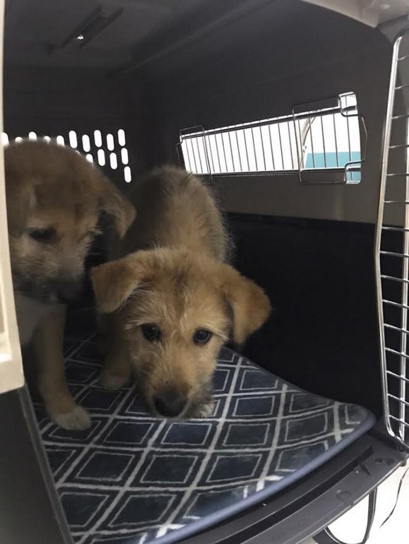 DPSRescue's tweet image. Look who's on the way to the USA?! We can't wait to meet the Peanuts puppies. MANY thx to our friends at @aniband_rescue and every1 here who is helping 2day w/ pickup, fostering, etc! #koreadogs #puppylove