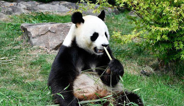 Панда на земле. Большая панда численность. Череп красной панды. Армия панд. Осталось панд.