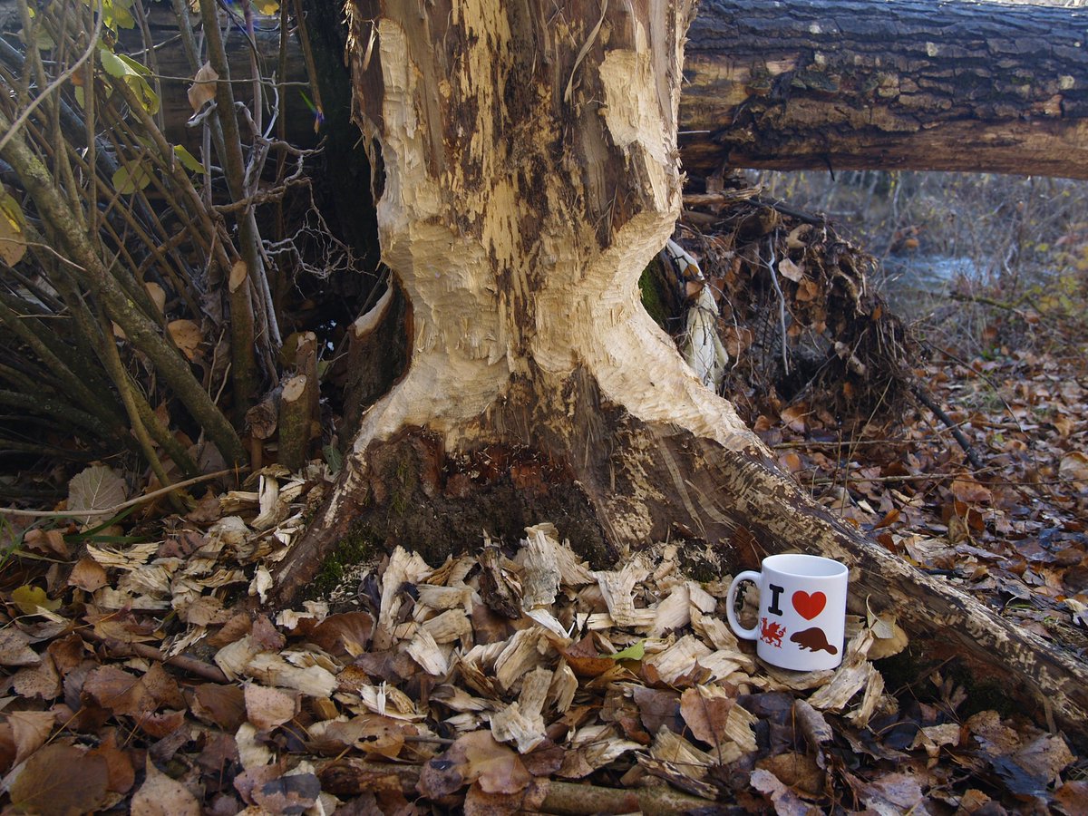grifon22's tweet photo. I hope you can soon reintroduce wild Beavers in Wales. In Spain they are back as you can see in this photo. Greetings from Navarre #ILoveWelshBeaver #BringBeaversBack @beaverafanc https://t.co/03kPknhtKY