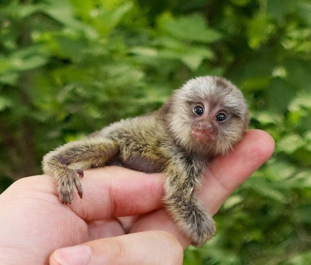 GossipRoomOff's tweet photo. Voici le plus petit singe au monde : le Ouistiti pygmée. Il mesure à peine 15cm maximum, mais peut faire des bons allant jusqu’à 4 mètres ! 🐒 https://t.co/x3byxhG4vb