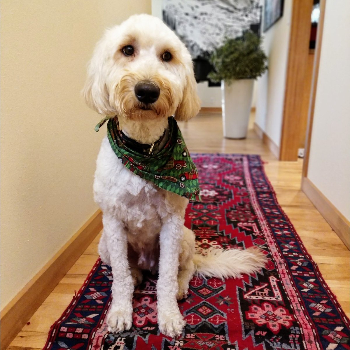 stevendunston's tweet photo. #EssentialPortraitContest solstice pupper https://t.co/e9NY0yFUba