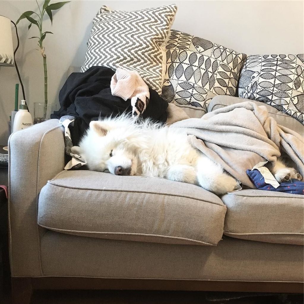 samoyedyoyo's tweet photo. My type of #Wednesday ☺️😴
.
.
.
.
.
#yoyothedog #samoyed #sammy #samoyedofinstagram #dogstagram #dogstagram #instadog #instadogs #dog #dogs #dogslife #pet #petstagram #petlovers #lovesamoyed #ilovemydog #teamsamoyed #instapet #pawwwprint #instabeaut… https://t.co/fseF3eCloM https://t.co/0vPTuiZWBk