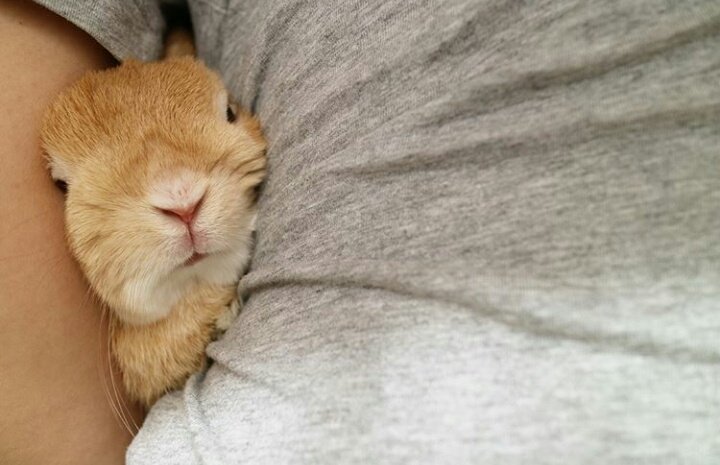 🐰 tweet media