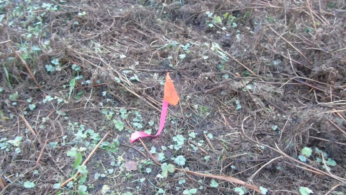 FriendsMerlinWD's tweet photo. Red Flag alert in the meadows ,not nice to see but great when you meet others out walking who are as equally disgusted with the fact that they would try to develop here #Savethemeadows #savebiodiversity #saveOrchids #Galway #Ireland https://t.co/5BYaNf44ql