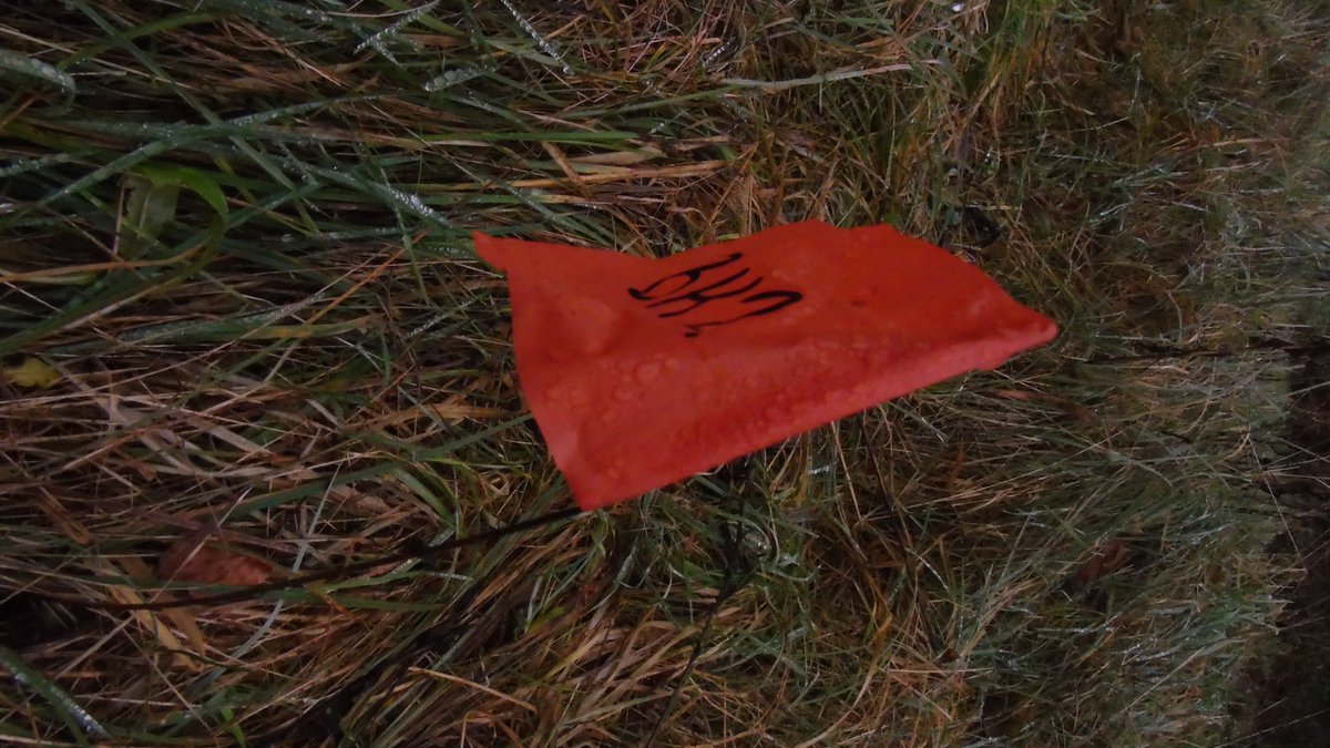 FriendsMerlinWD's tweet photo. Red Flag alert in the meadows ,not nice to see but great when you meet others out walking who are as equally disgusted with the fact that they would try to develop here #Savethemeadows #savebiodiversity #saveOrchids #Galway #Ireland https://t.co/5BYaNf44ql