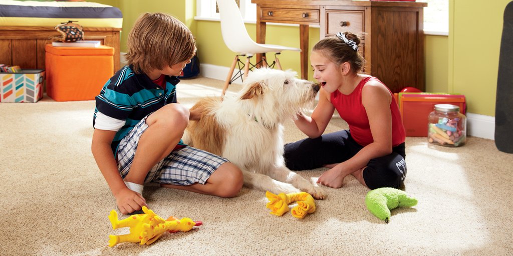 With our Stainmaster Pet Protect carpet, the whole family can enjoy playtime on the floor! ow.ly/G9k630hlGtp #flooring #carpet #alfords #regina #yqr