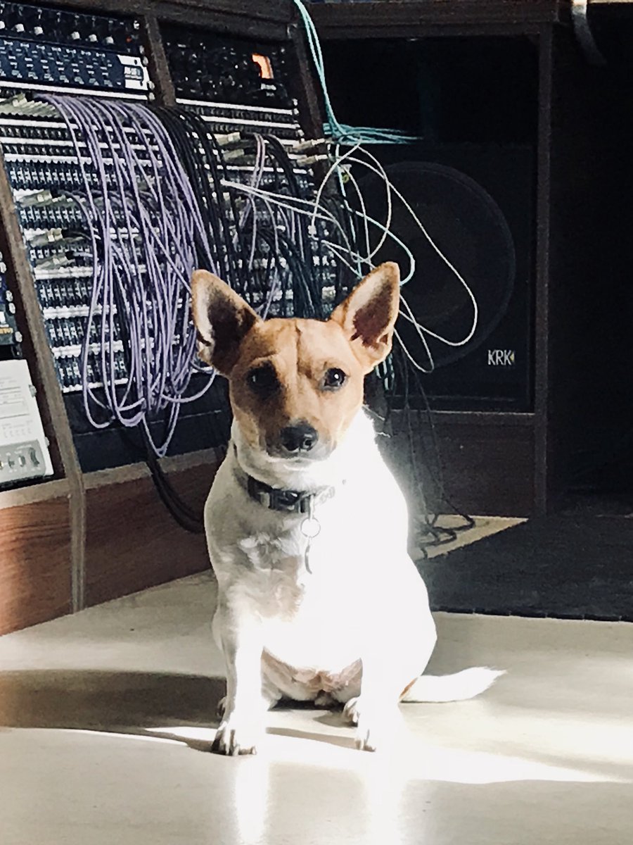 DigForestStudio's tweet image. Studio hound