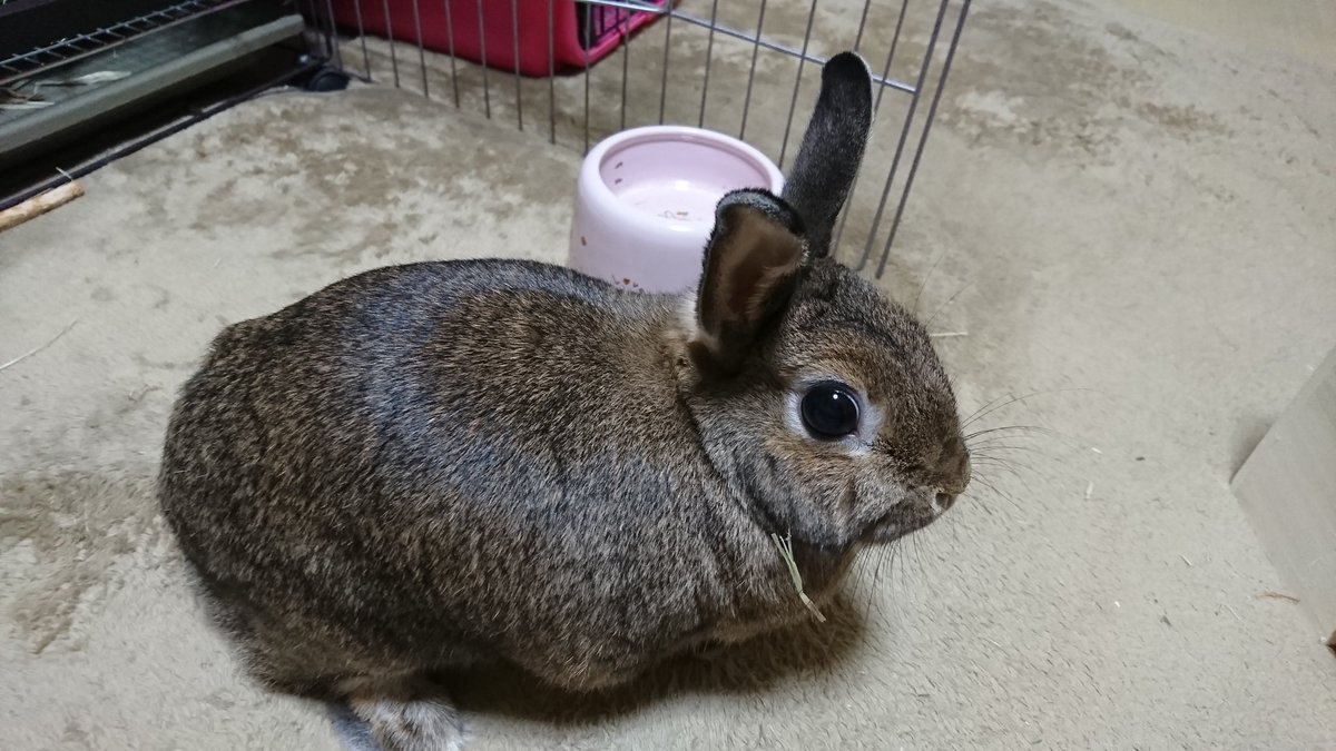 FeatRabbit's tweet photo. おっべんとつっけて
どっこ行っくの〜🎵 https://t.co/dlU0aDkIIm