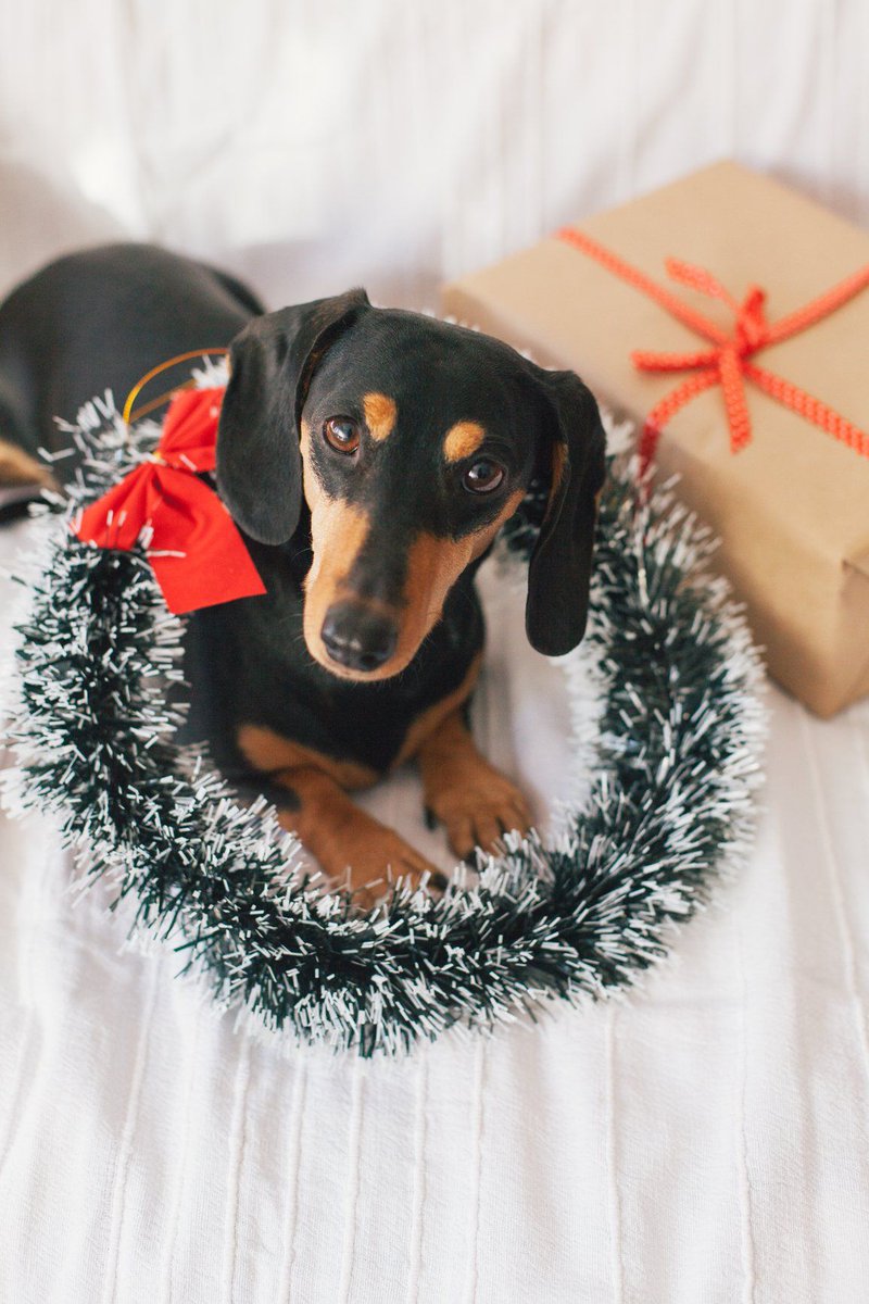 NWPetFair's tweet photo. Rover’s 12 Days of Pet DIY Gifts
https://t.co/0DCU4jIf3y https://t.co/P0DCqIQGjP