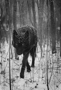 _Mer_Girl__'s tweet image. •Not new to RP•
•Lewd Rp•
•detailed RP•
•wolf RP•
Lone wolf
Very far North (North of even Canada territory
#WolfRP #LewdRP #Wolf