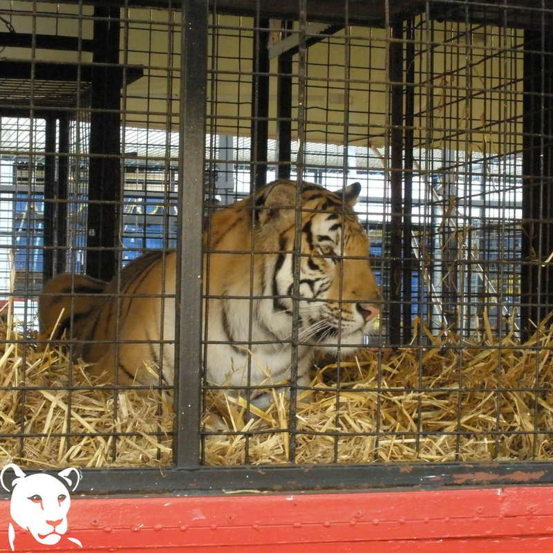 BornFreeFDN's tweet photo. Early Christmas present! MSPs have today unanimously passed a Bill to ban the use of wild animals in circuses in Scotland! We have waited a long time for this excellent news – is it too much to hope that bans in England, Wales and Northern Ireland will follow? https://t.co/3UlSenZ400