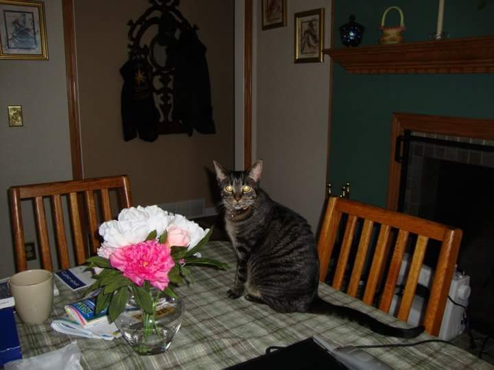 KevinFrogg's tweet photo. @PAWSChicago my mom had 3 cats when she passed away, been trying to find homes for them. Sent you application but haven't heard back. #PleaseHelp #RescueCats #pawschicago https://t.co/idcqCCHla8