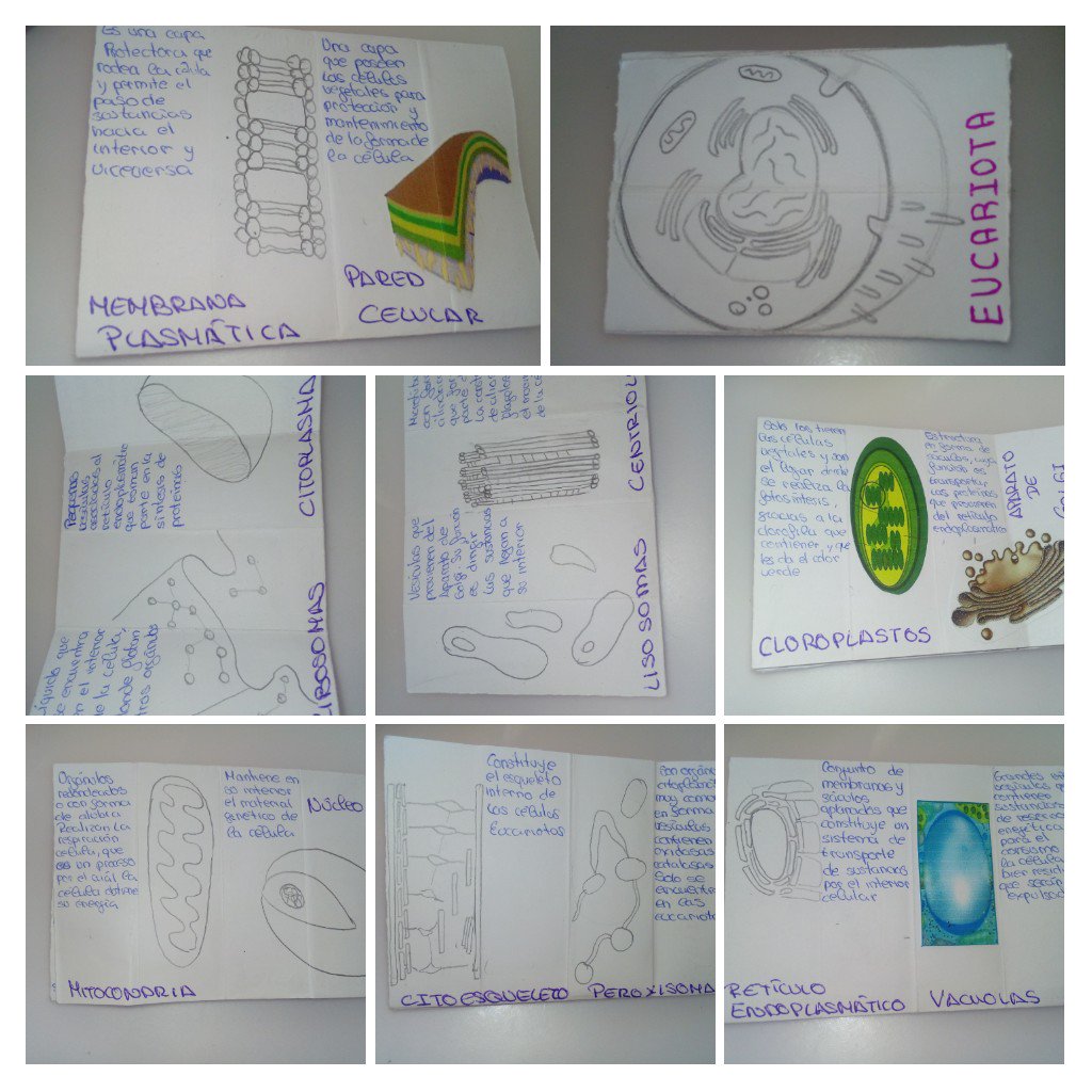 biologia3a's tweet photo. #Minicell #Eucariota #3A #ArianaS @SanGabriel_MDR https://t.co/UvhmLjTtFD