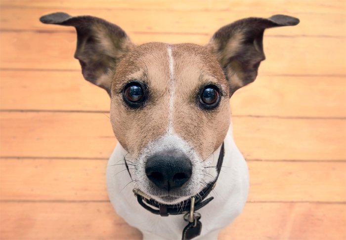 Chestertons's tweet photo. Chestertons is proud to support the @DogsTrust Lets with Pets scheme. We're committed to working closely with landlords and tenants to advise them on renting with pets!

https://t.co/lPh7zLXUBK https://t.co/NadWAGNPab