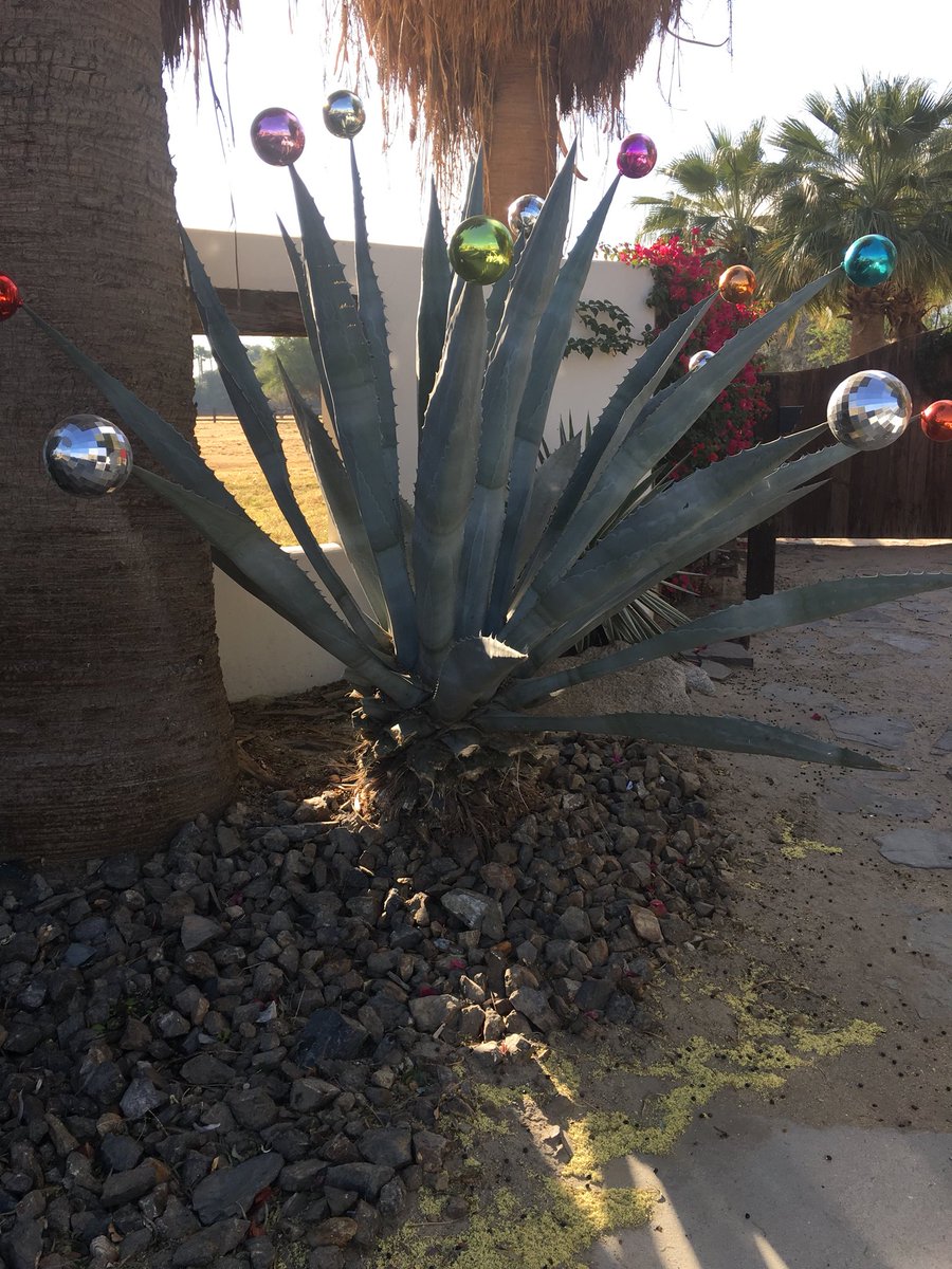 TarHeelBruin's tweet photo. Deck the #CactusBalls
#MerryChristmas 🎄 https://t.co/m7RvbbV6jW