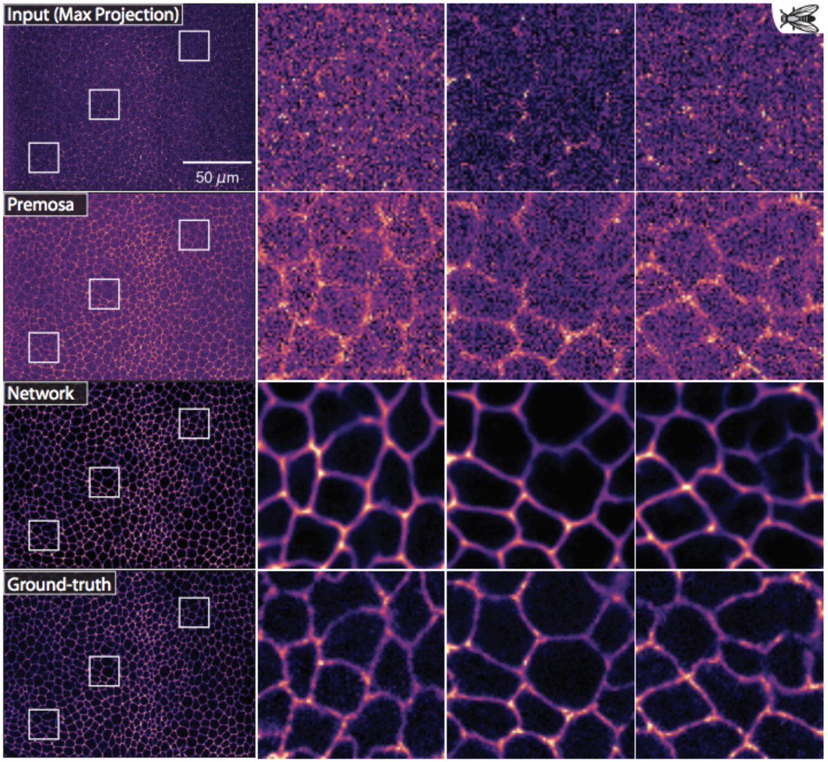 Loïc A. Royer 💻🔬⚗️ (@loicaroyer) on Twitter photo Keep the image quality but divide your laser power by x60. It's now possible with our #DeepLearning powered #CARE approach. <a href="/martweig/">Martin Weigert (maweigert.bsky.social)</a> <a href="/uschmidt83/">Uwe Schmidt</a> <a href="/PavelTomancak/">Pavel Tomancak</a> <a href="/florianjug/">Florian Jug</a> <a href="/HenriquesLab/">Ricardo Henriques</a> <a href="/csbd/">chuck howes</a> <a href="/mpicbg/">MPI-CBG Dresden</a> <a href="/czbiohub/">Chan Zuckerberg Biohub Network</a> biorxiv.org/content/biorxi… Keep the image quality but divide your laser power by x60. It's now possible with our #DeepLearning powered #CARE approach. <a href="/martweig/">Martin Weigert (maweigert.bsky.social)</a> <a href="/uschmidt83/">Uwe Schmidt</a> <a href="/PavelTomancak/">Pavel Tomancak</a> <a href="/florianjug/">Florian Jug</a> <a href="/HenriquesLab/">Ricardo Henriques</a> <a href="/csbd/">chuck howes</a> <a href="/mpicbg/">MPI-CBG Dresden</a> <a href="/czbiohub/">Chan Zuckerberg Biohub Network</a> biorxiv.org/content/biorxi…