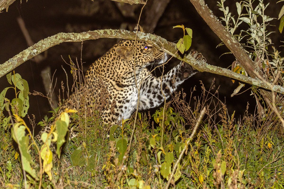 Geoff Mayes tweet media