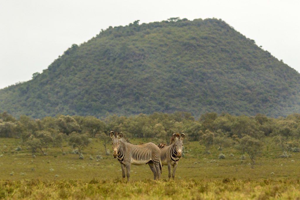 KiangaziHouse's tweet photo. @lewa_wildlife the new boys are doing well - now hanging out very close to the girls who are playing hard to get! Hopefully romance will soon be in the air! #grevyszebra https://t.co/HOB2tuXApO