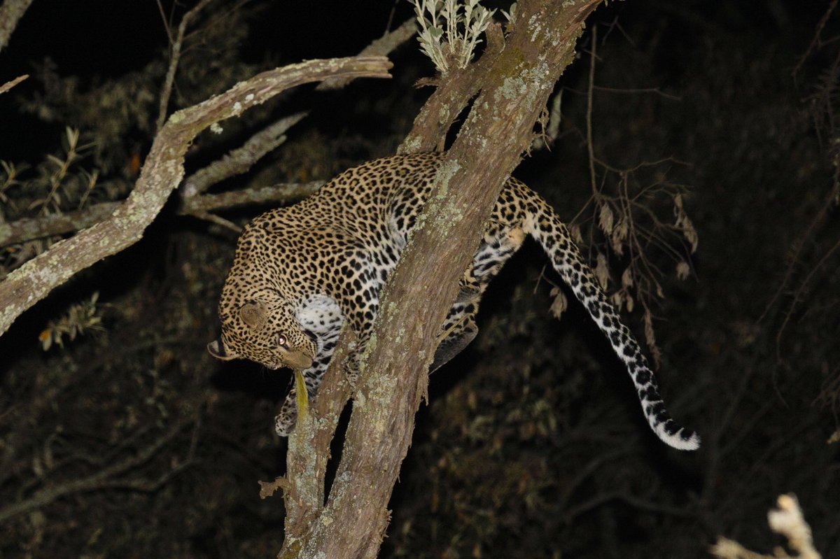 Chui Lodge tweet media