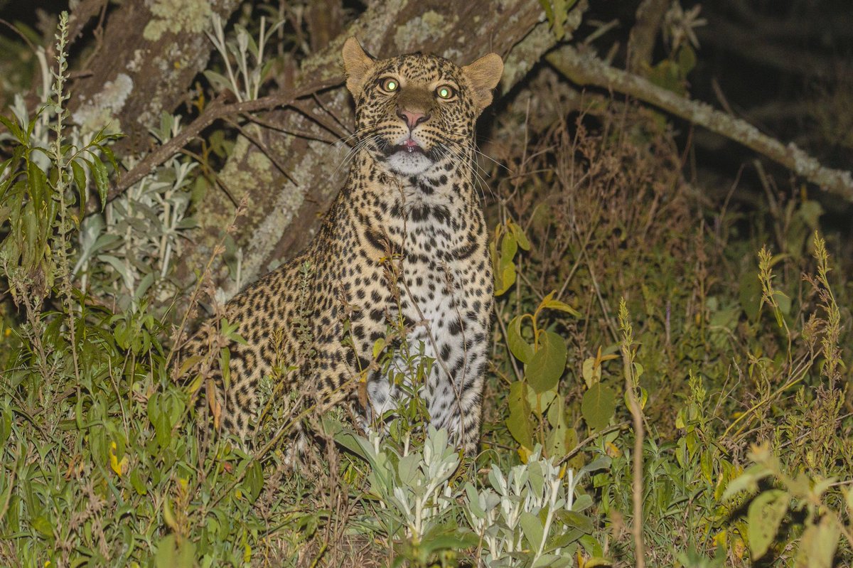 A great sighting of one of our male leopards last night... <a href="/Oserengoni/">Oserengoni Wildlife</a> is definitely one of the best places to see the elusive Leopard! <a href="/SwaraMagazine/">Swara Magazine</a> <a href="/MagicalKenya/">Kenya Tourism Board</a>