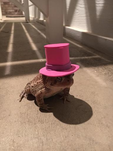 TerrellMitchel7's tweet photo. Guy Makes Tiny Hats For His Friendly Porch Toad via @SunnySkyzOnline https://t.co/yNqDG3Grz6 https://t.co/N8nHtm6vgR