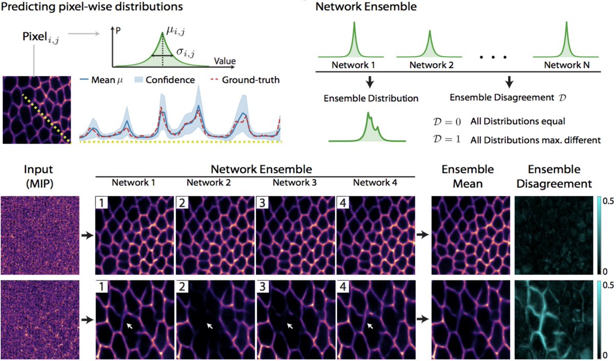 Loïc A. Royer 💻🔬⚗️ (@loicaroyer) on Twitter photo How can we estimate the confidence of #deepnets predictions? We address this problem in our #CARE paper. biorxiv.org/content/biorxi…
<a href="/martweig/">Martin Weigert (maweigert.bsky.social)</a> <a href="/uschmidt83/">Uwe Schmidt</a> <a href="/PavelTomancak/">Pavel Tomancak</a> <a href="/florianjug/">Florian Jug</a> <a href="/HenriquesLab/">Ricardo Henriques</a> <a href="/csbd/">chuck howes</a> <a href="/mpicbg/">MPI-CBG Dresden</a> <a href="/czbiohub/">Chan Zuckerberg Biohub Network</a> How can we estimate the confidence of #deepnets predictions? We address this problem in our #CARE paper. biorxiv.org/content/biorxi…
<a href="/martweig/">Martin Weigert (maweigert.bsky.social)</a> <a href="/uschmidt83/">Uwe Schmidt</a> <a href="/PavelTomancak/">Pavel Tomancak</a> <a href="/florianjug/">Florian Jug</a> <a href="/HenriquesLab/">Ricardo Henriques</a> <a href="/csbd/">chuck howes</a> <a href="/mpicbg/">MPI-CBG Dresden</a> <a href="/czbiohub/">Chan Zuckerberg Biohub Network</a>