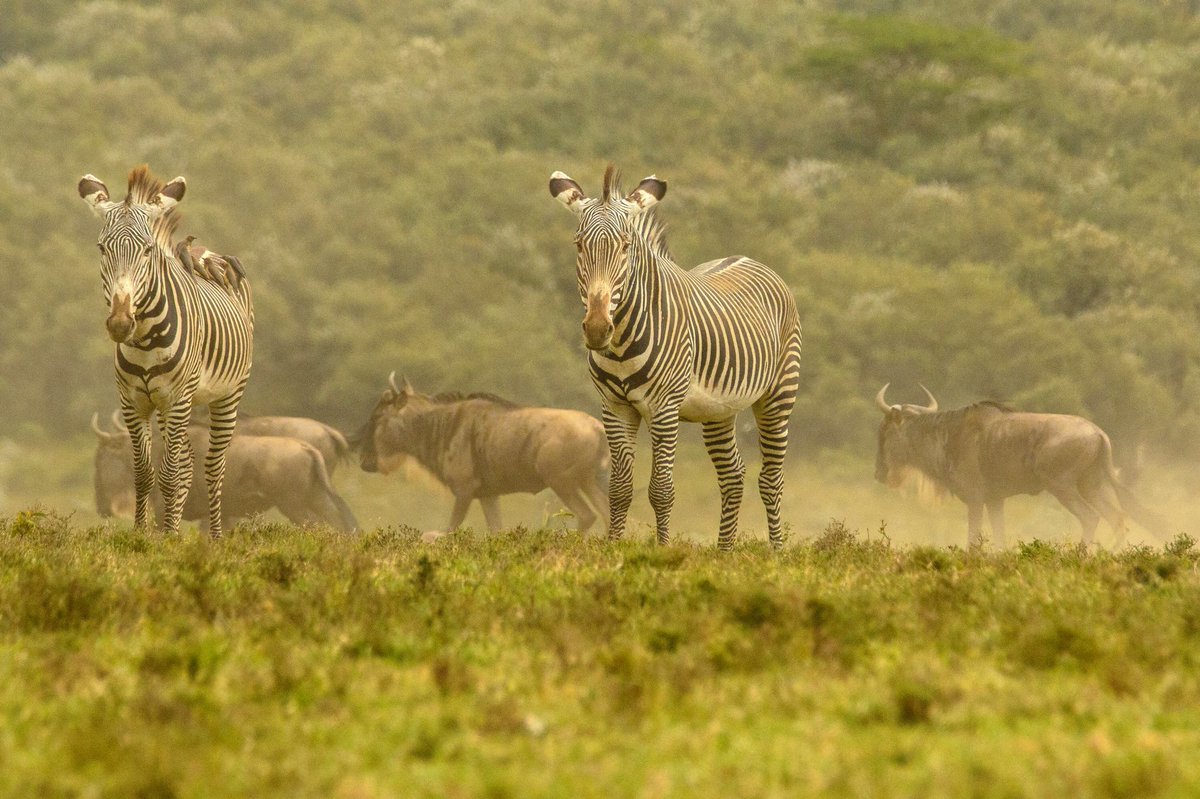 Chui Lodge tweet media