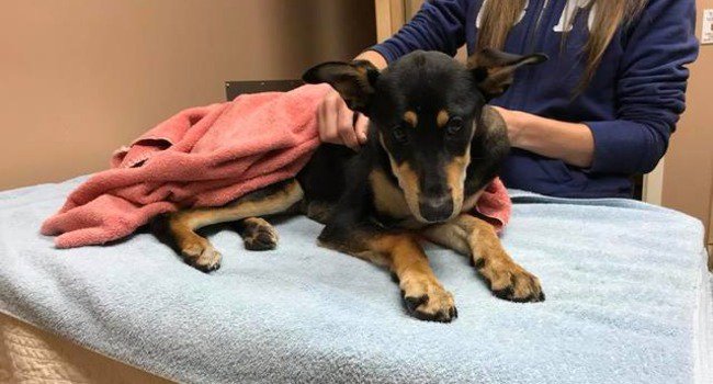 snapyeti tweet media