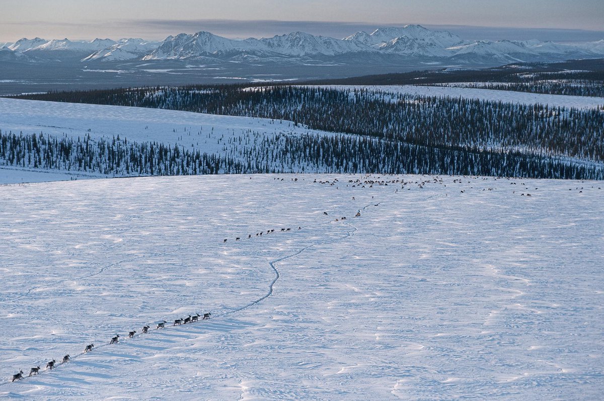 patagonia tweet picture