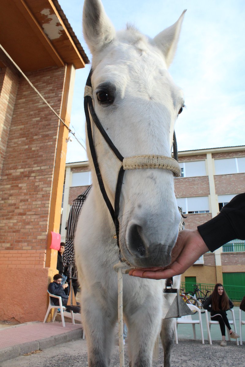 Chimo2015's tweet photo. Os presentamos a "LUCERO", la estrella de la 3ª y última jornada de la Feria EPI del IES Francisco de Goya de Molina de Segura. ¡¡¡GUAPO!!! https://t.co/VmFe8yEVlm