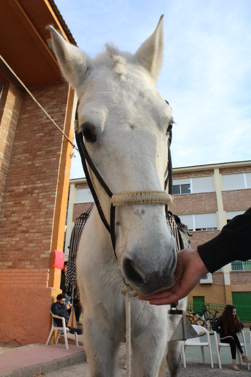 IESGOYAMOLINA's tweet photo. Os presentamos a "LUCERO", la estrella de la 3ª y última jornada de la Feria EPI del IES Francisco de Goya de Molina de Segura. ¡¡¡GUAPO!!! https://t.co/8OR3oADHAK
