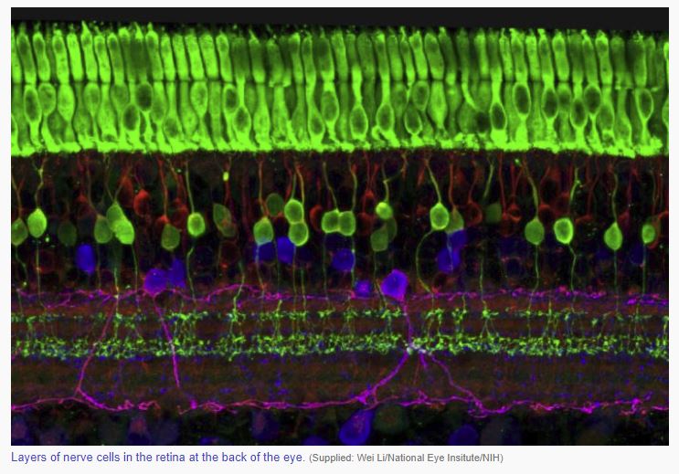 AusStemCell's tweet image. 'There are 37 trillion cells in your body. Scientists have a plan to map every single one' abc.net.au/news/science/2… #StemCellsIn2017 (Image: @WEHI_research)