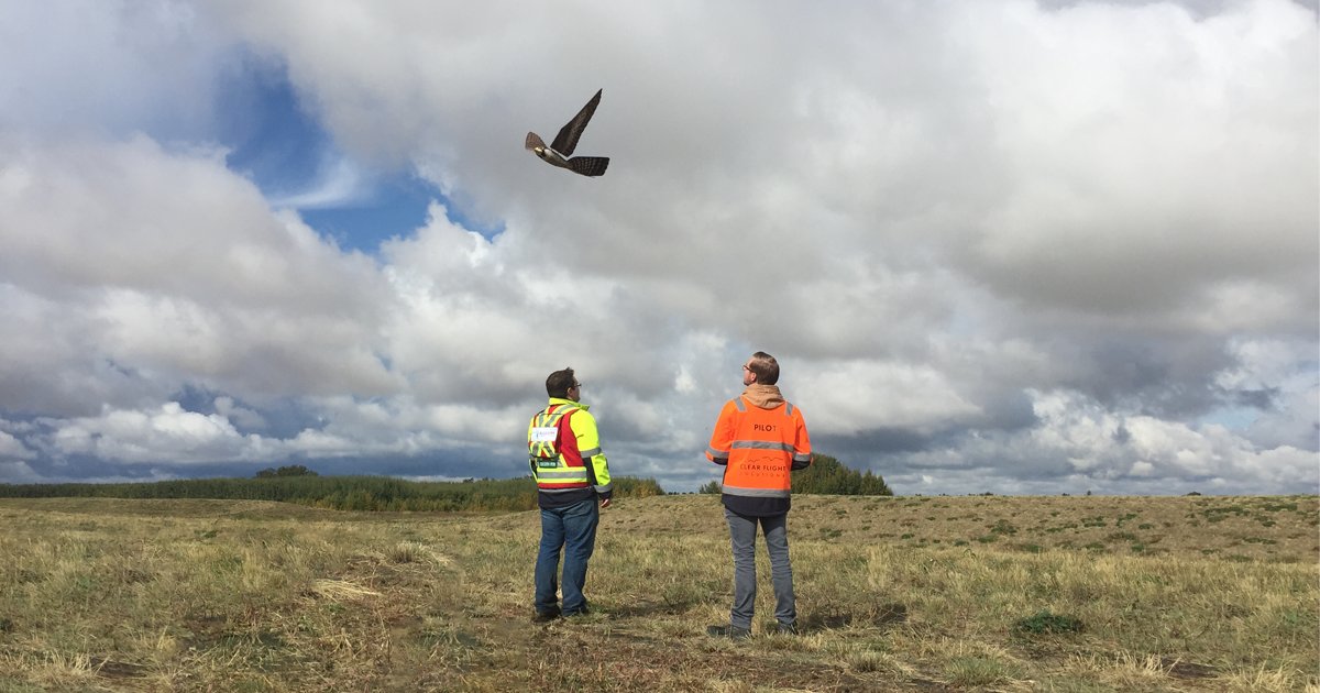 AeriumAnalytics's tweet photo. Recently @AviationWeek published an article on our Robirds project at @FlyEIA. https://t.co/J2DIB1HWvL https://t.co/em4G0pM2es
